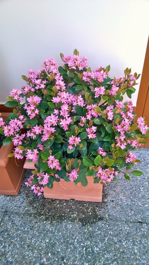 Rafhaleopsis rosa 