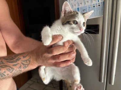 Gattini tre mesi 
