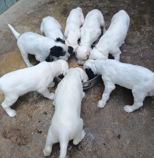 cuccioli di setter inglese