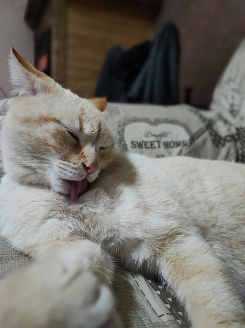 PENSIONE CASALINGA E PET SITTING