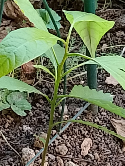 Pianta di Avocado