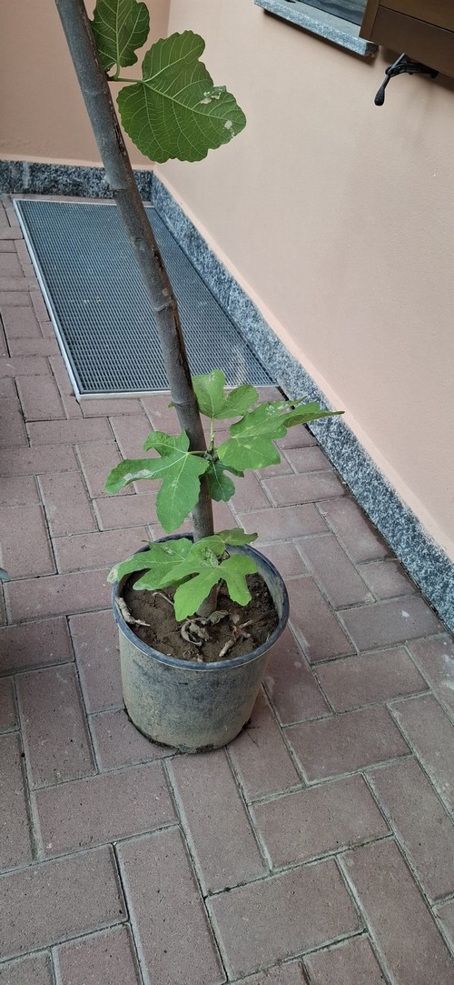 Albero di Fico