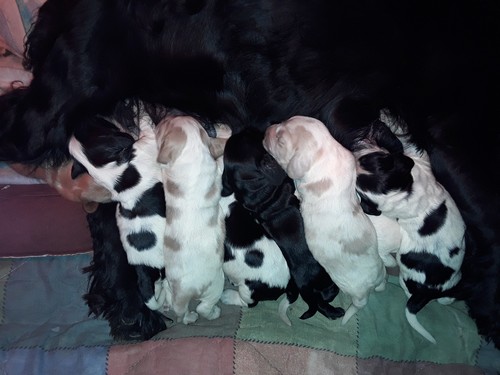 Cuccioli Cocker Espaniel Inglese A Serle La Soffiata