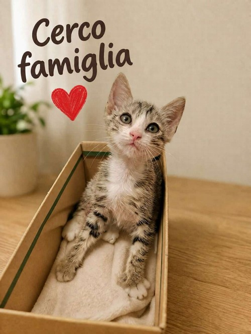 Gattina cerca casa