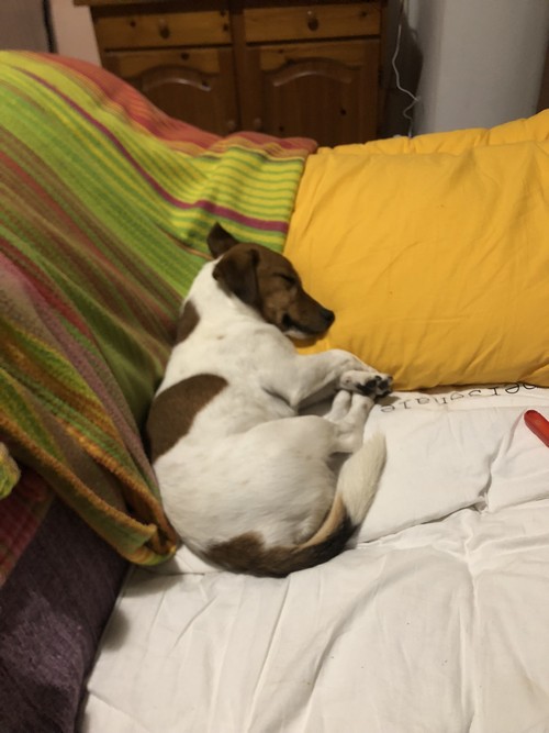 Jack russell tipo