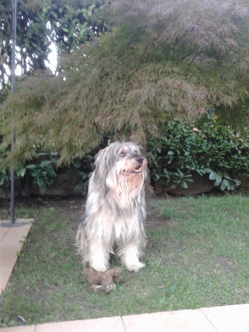Dog Sitter: passeggiate e ospitalit� a casa mia