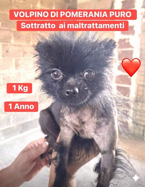      PALLINO 1 KG 1 ANNO 