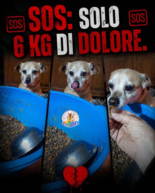 Roby, 6 anni, 6 kg di peso