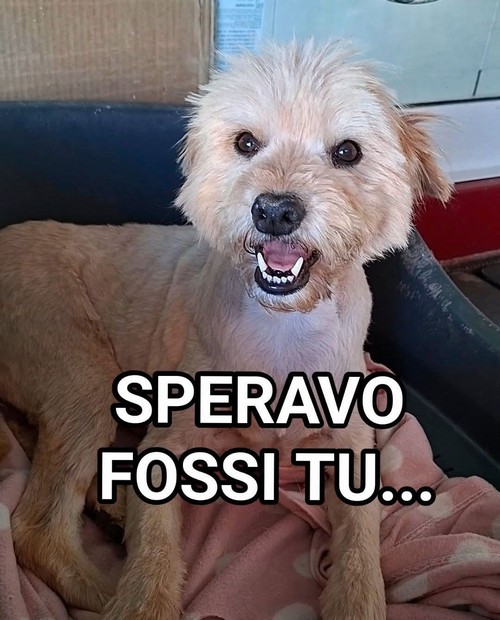 TOTO, 7 ANNI, 14 Kg