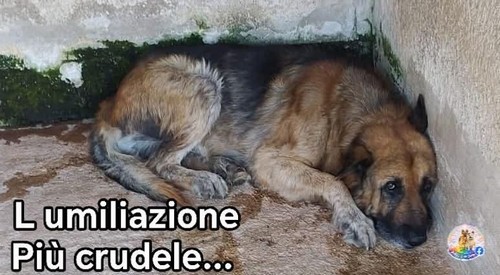 BIAGIO, ANZIANO DI 9 ANNI