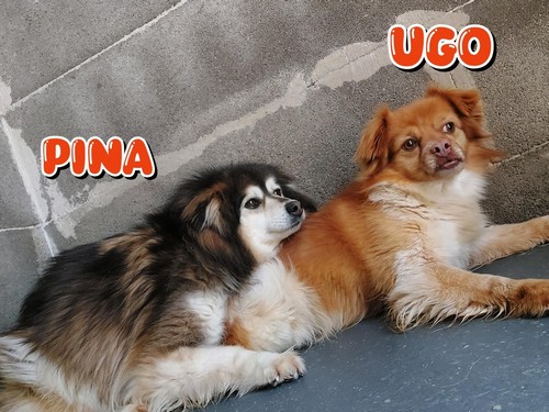  PINA E UGO