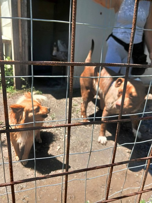 N PIT DI 4 ANNI E 1 VOLPINO DI 1 ANNO INSEPARABILI