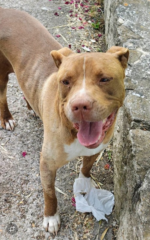 REY PIT DI 3 ANNI E BOBBY VOLPINO DI UN ANNO