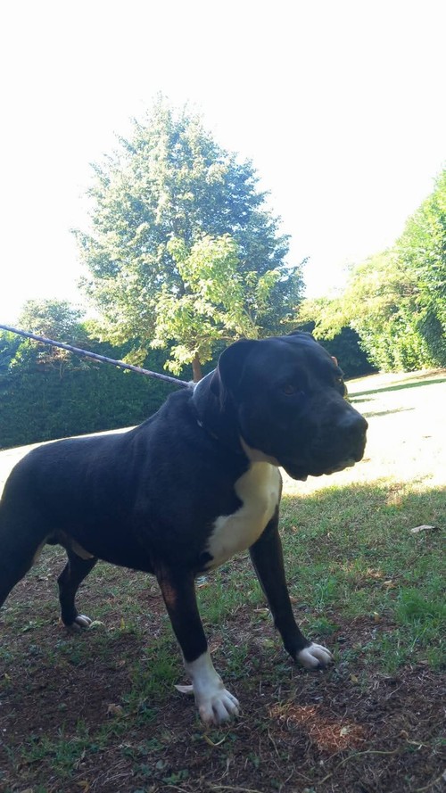 JACK, BELLISSIMO PIT  DI 4 ANNI