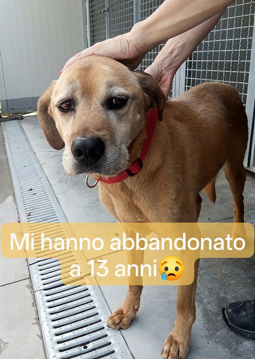 SEME DOPO 13 ANNI VIENE LASCIATA IN BOX