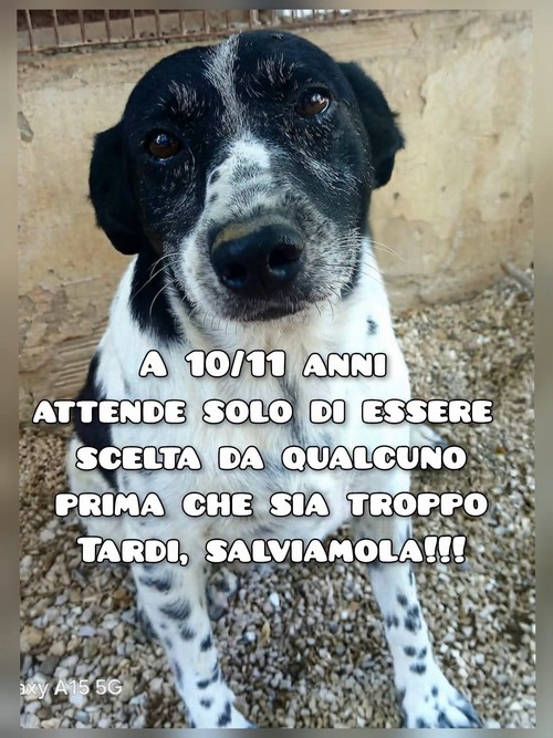 FARA, 10 ANNI