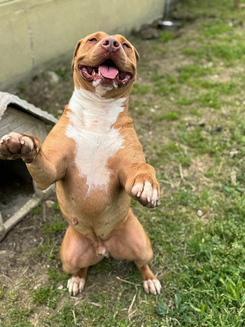 CIRO, 3 ANNI