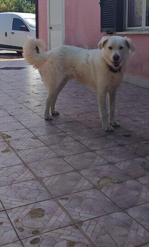 Pippo 1 anno maremmano