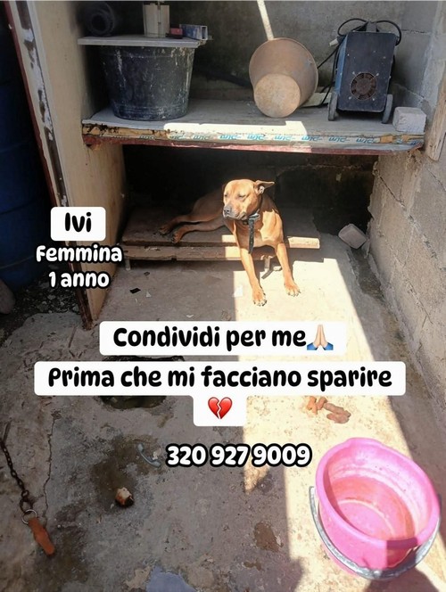 IVI, FEMMINA MIX PIT, BELLISSIMA, 1 ANNO