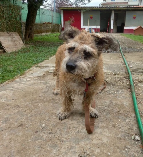 ELVIS, 6 ANNI, VEDE E SENTE POCHISSIMO