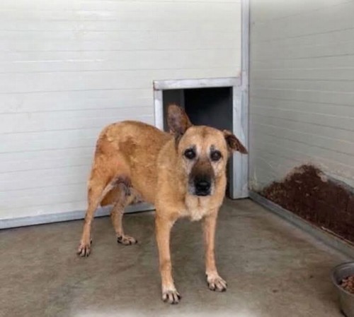 DETENUTA DA 14 ANNI..  PICCIRELLA, 15 KG