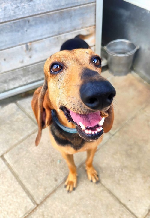 NANDO, SEGUGINO ITALIANO DI 2 ANNI