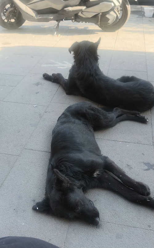 GEPPY E PATTY  fratello e sorella  di 11 mesi