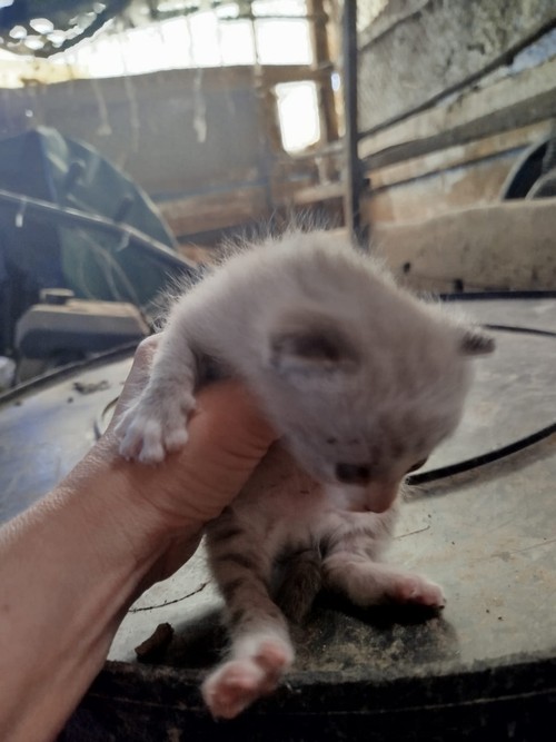 CUCCIOLETTA PULCINA, GATTINA DI 1 MESE