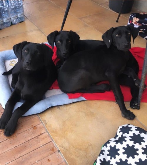 Tre sorelle sono recluse da tre anni in canile