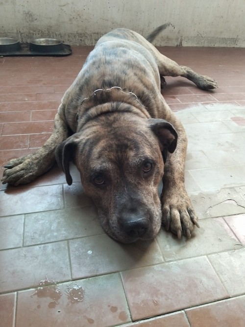 MAREK, PIT DOLCISSIMO DI 8 ANNI