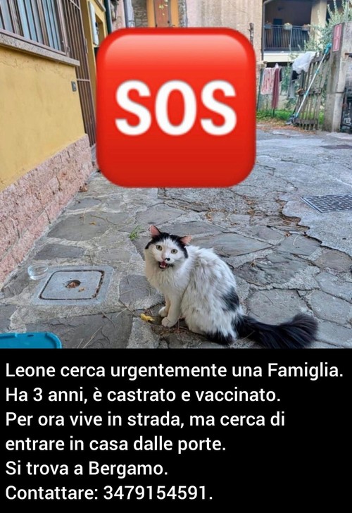 GATTO LEONE, 3 ANNI, CASTRATO  E VACCINATO