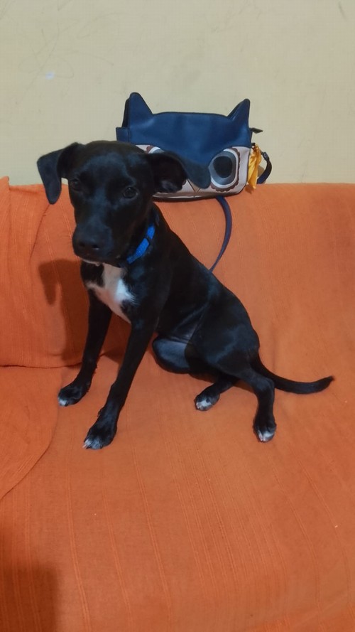 ADOZIONE URGENTE PER CUCCIOLA LUNA DI 6 MESI