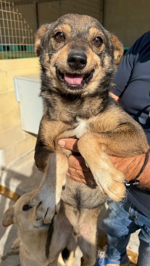 SOLE,  11 ANNI , 10 KG