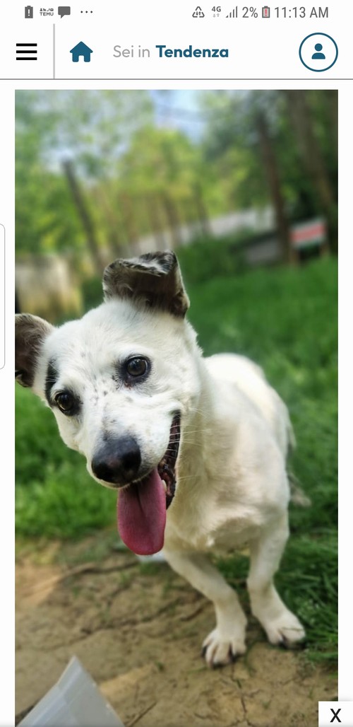  Charlie, 8 anni 