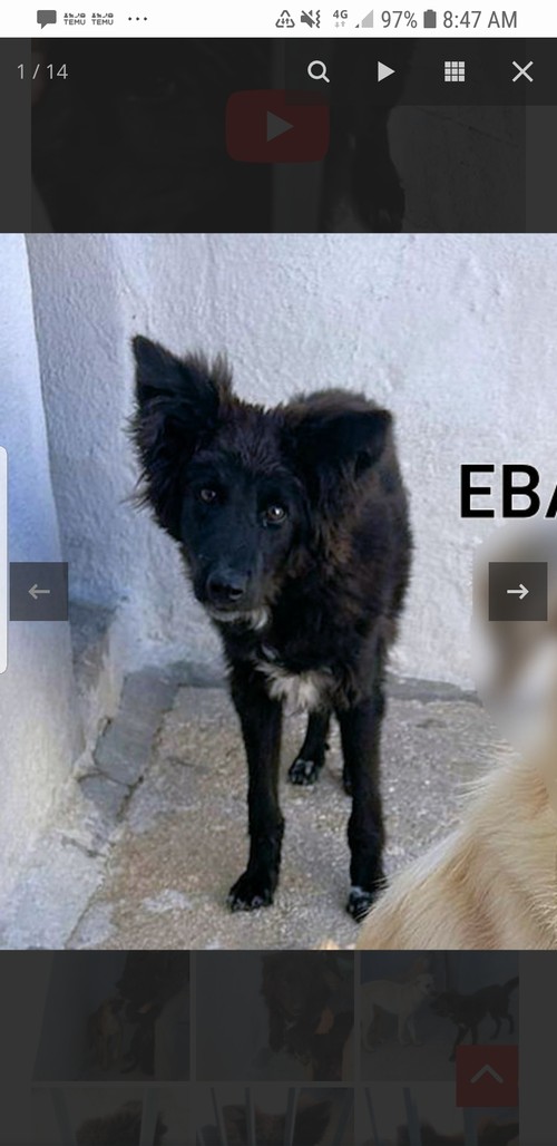 EBANO, 13 Kg,  il nero bello e gentile