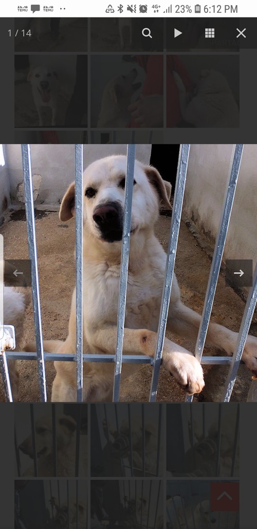 SPARTACO, LABRADOR BIONDO DI 5 ANNI,