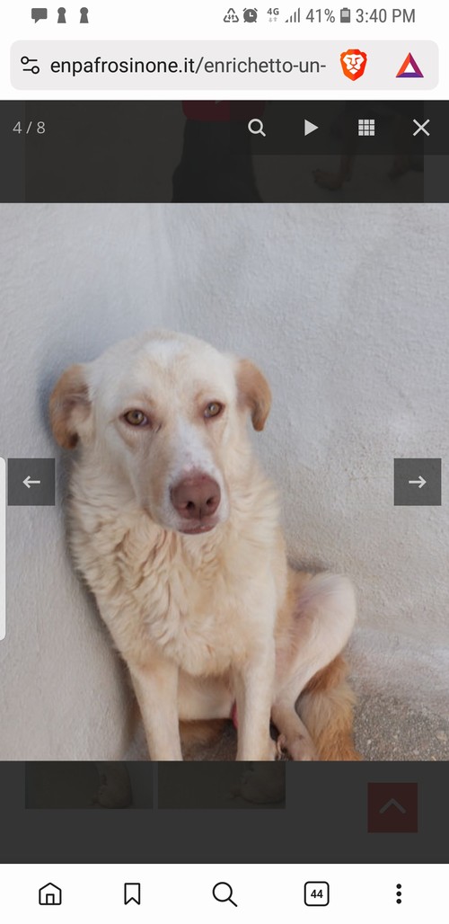 ENRICHETTO, 4 ANNI,  un po� setter occhi verdi