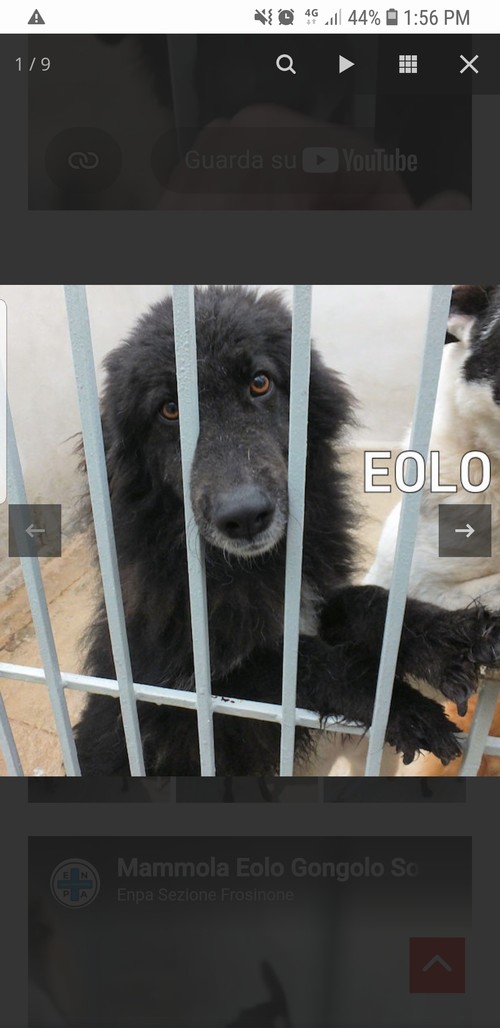 EOLO, 4 ANNI, il nero bello e gentile  ABBANDONATO