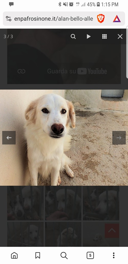 INCROCIO SETTER- GOLDEN DI 3 ANNI E MEZZO