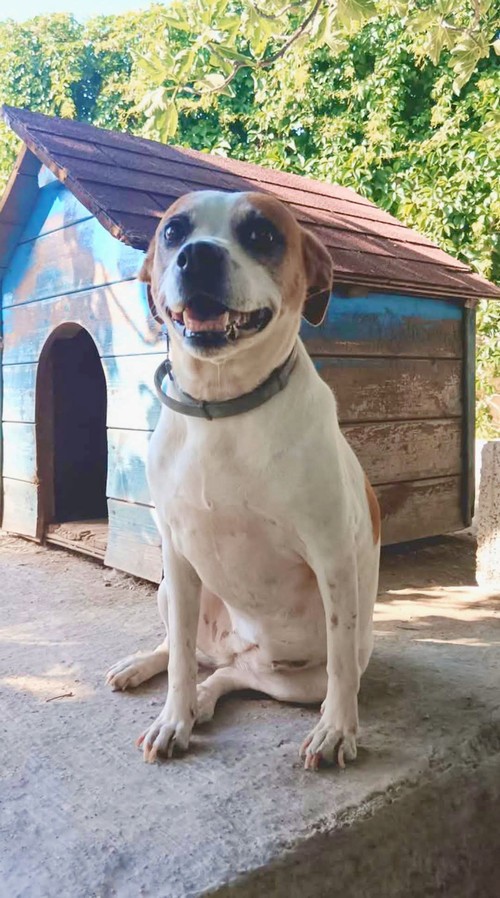 MEGGY 15 KG 8 ANNI