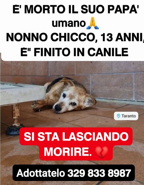 Nonno Chicco 13 anni