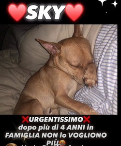 SKY, 4 ANNI, 8 KG, URGENTISSIMO