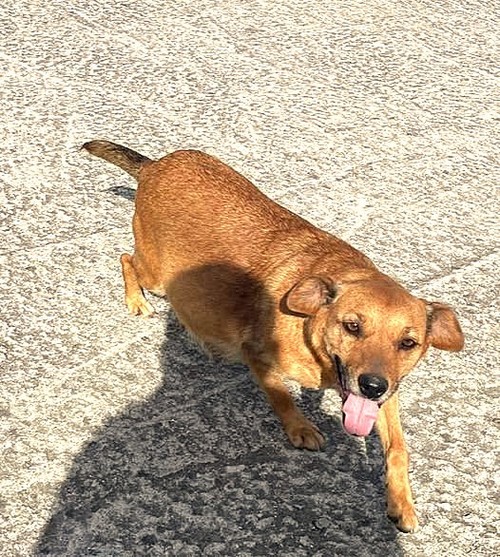 CAGNOLINA CON UNA ZAMPETTA OFFESA