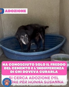     NONNA SUSANNA, 10 ANNI,  15 KG