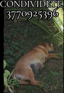 cagnolina incinta che vive sola per strada