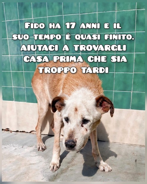 FIDO HA 17 ANNI CIECO DA UN OCCHIO
