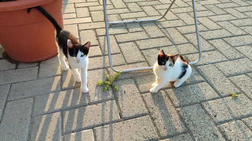 Gattini da adottare