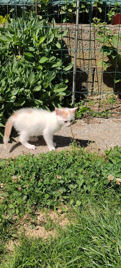 Gattina cerca casa